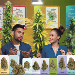 découvrez les différences entre les variétés de cannabis sativa, indica et bien d'autres. apprenez à démystifier ces classifications pour mieux comprendre les effets et les usages du cannabis. une lecture essentielle pour les novices et les passionnés !